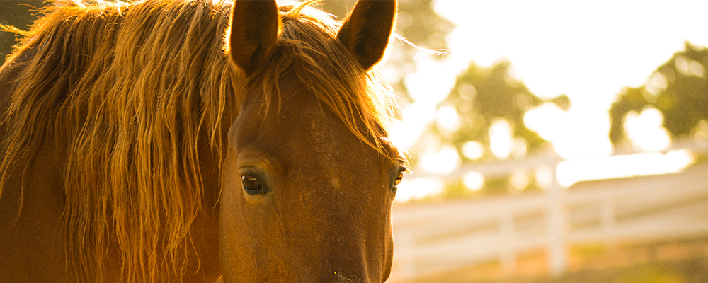 family's pet - slideshow images template7